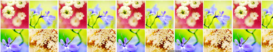 Flower Icons google plus cover